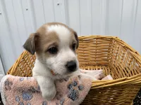 Phillip, a male American Eskimo and Jack Russell Terrier for sale in Athens, WI – 5 of 10