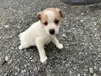 Phillip, a male American Eskimo and Jack Russell Terrier for sale in Athens, WI – 10 of 10