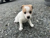 Phillip, a male American Eskimo and Jack Russell Terrier for sale in Athens, WI – 7 of 10
