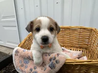 Phillip, a male American Eskimo and Jack Russell Terrier for sale in Athens, WI – 1 of 10