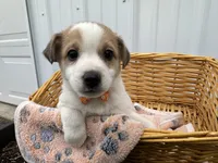 Phillip, a male American Eskimo and Jack Russell Terrier for sale in Athens, WI – 4 of 10