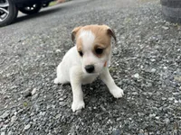 Phillip, a male American Eskimo and Jack Russell Terrier for sale in Athens, WI – 6 of 10