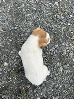 Phillip, a male American Eskimo and Jack Russell Terrier for sale in Athens, WI – 8 of 10