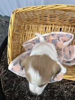 Phillip, a male American Eskimo and Jack Russell Terrier for sale in Athens, WI – 9 of 10