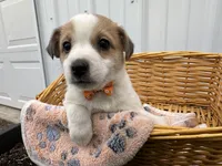 Phillip, a male American Eskimo and Jack Russell Terrier for sale in Athens, WI – 2 of 10