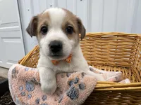 Phillip, a male American Eskimo and Jack Russell Terrier for sale in Athens, WI – 3 of 10