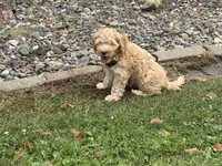 Samson, a male Miniature Goldendoodle for sale in Athens, WI – 2 of 10