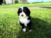Travis, a male Bernedoodle for sale in Athens, WI – 8 of 10