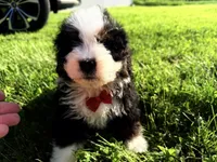 Taz , a male Bernedoodle for sale in Athens, WI – 4 of 10