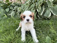 AKC Bristol , a female Cavalier King Charles Spaniel for sale in Athens, WI – 10 of 10