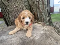 Gabe, a male Cavapoo for sale in Athens, WI – 9 of 10