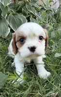 AKC Baxter, a male Cavalier King Charles Spaniel for sale in Athens, WI – 6 of 10