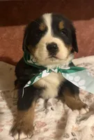 AKC Vance, a male Bernese Mountain Dog for sale in Athens, WI – 3 of 10