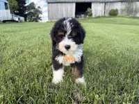 Turbo, a male Bernedoodle for sale in Athens, WI – 8 of 10