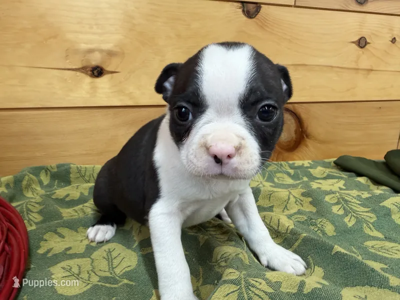 Parker – Boston Terrier puppy for sale in Athens, WI
