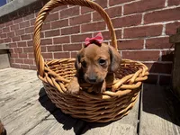 Quinn , a female Miniature Dachshund for sale in Athens, WI – 10 of 10
