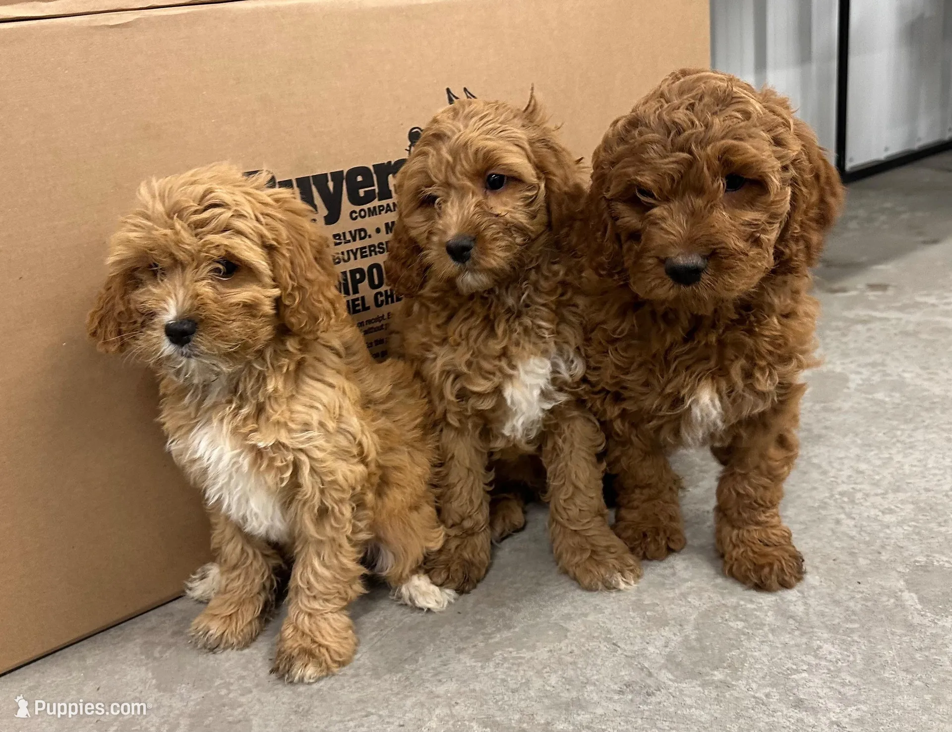 Dolly, a female Cavapoo for sale in Athens, WI – Photo 5 of 10