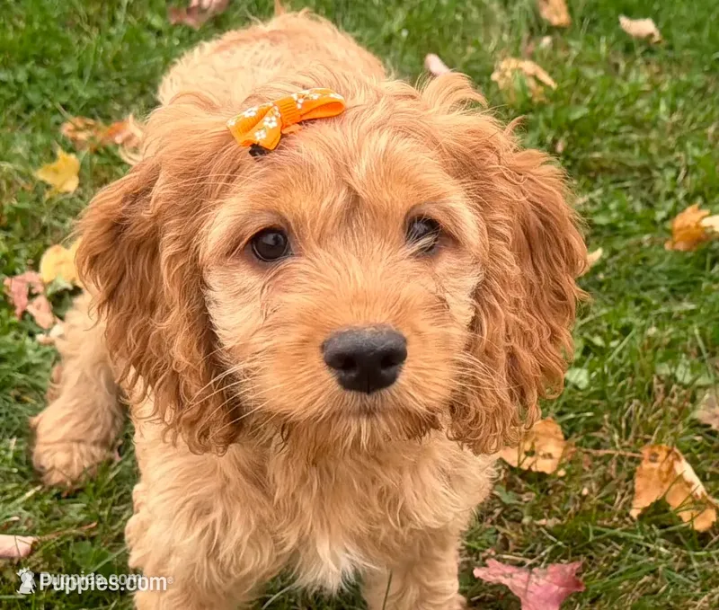 Carlee – Cockapoo puppy for sale in Athens, WI