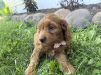 Craig, a male Cockapoo for sale in Athens, WI – 7 of 10