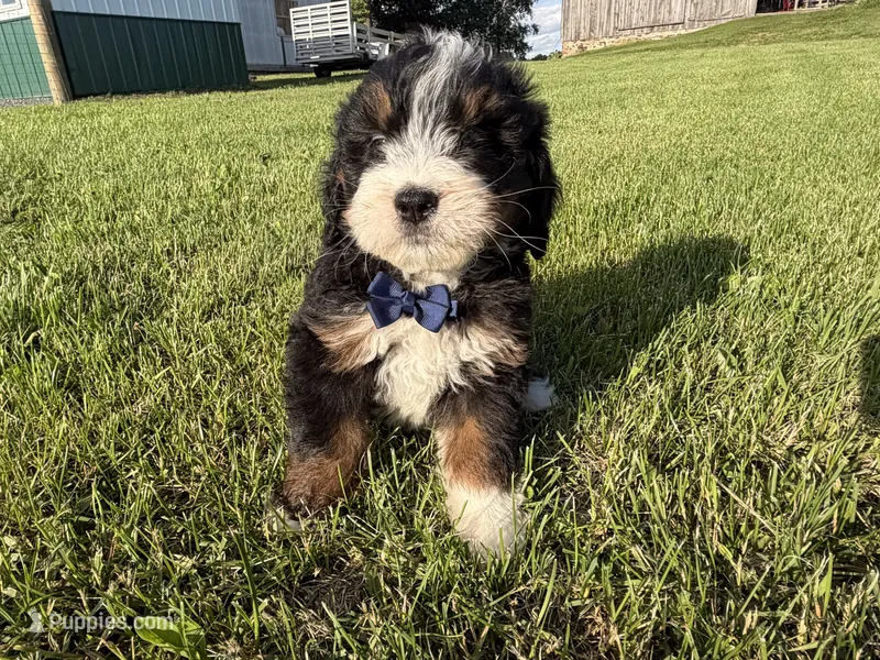 Tango – Bernedoodle puppy for sale in Athens, WI