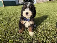 Tango, a male Bernedoodle for sale in Athens, WI – 1 of 10