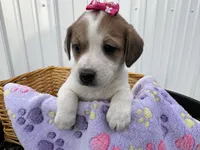 Penelope , a female American Eskimo and Jack Russell Terrier for sale in Athens, WI – 8 of 10