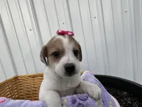Penelope , a female American Eskimo and Jack Russell Terrier for sale in Athens, WI – 3 of 10