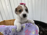 Penelope , a female American Eskimo and Jack Russell Terrier for sale in Athens, WI – 5 of 10