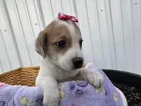 Penelope , a female American Eskimo and Jack Russell Terrier for sale in Athens, WI – 4 of 10