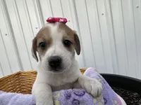 Penelope , a female American Eskimo and Jack Russell Terrier for sale in Athens, WI – 2 of 10
