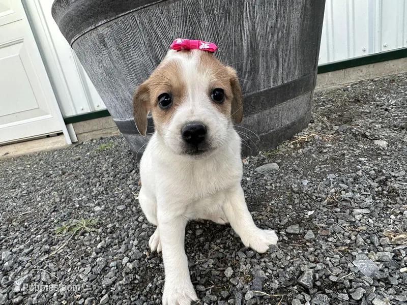 Penelope  – American Eskimo, Jack Russell Terrier puppy for sale in Athens, WI
