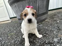 Penelope , a female American Eskimo and Jack Russell Terrier for sale in Athens, WI – 1 of 10