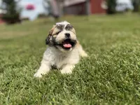 Jane, a female Bichon Frise and Shih Tzu for sale in Athens, WI – 3 of 8