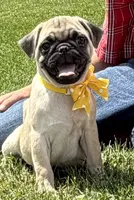 AKC ALLEN , a male Pug for sale in Athens, WI – 2 of 10