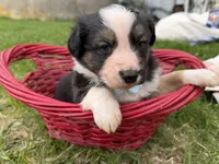Zander, a male Australian Shepherd and Border Collie for sale in Athens, WI – 3 of 10