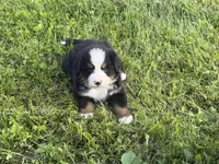 Gill, a male Bernese Mountain Dog for sale in Athens, WI – 6 of 10