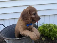 Chester, a male Cockapoo for sale in Athens, WI – 8 of 10
