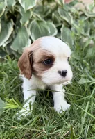 AKC Baxter, a male Cavalier King Charles Spaniel for sale in Athens, WI – 7 of 10