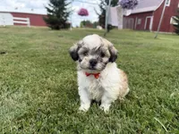 Buster, a male Bichon Frise and Shih Tzu for sale in Athens, WI – 2 of 10