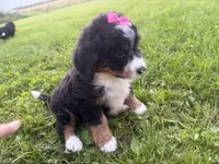 Sable, a female Bernedoodle for sale in Athens, WI – 8 of 10