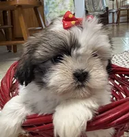 Stripes, a female Shih Tzu for sale in Athens, WI – 2 of 10