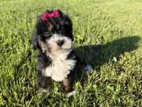 Trixie, a female Bernedoodle for sale in Athens, WI – 5 of 10