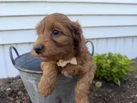 Craig, a male Cockapoo for sale in Athens, WI – 8 of 10