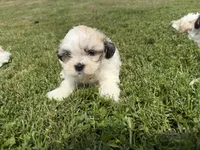 Buddy, a male Bichon Frise and Shih Tzu for sale in Athens, WI – 10 of 10