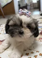 Stars, a female Shih Tzu for sale in Athens, WI – 2 of 10