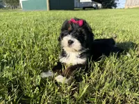Trixie, a female Bernedoodle for sale in Athens, WI – 8 of 10