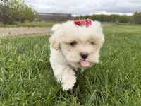 Lexi, a female Poodle - Miniature  and Mal Shi for sale in Athens, WI – 2 of 10