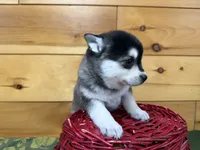 Vince, a male Pomsky for sale in Athens, WI – 3 of 10