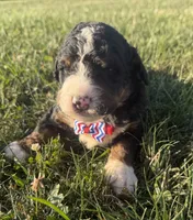 Stone, a male Bernedoodle for sale in Athens, WI – 10 of 10