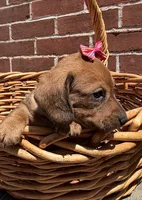Quinn , a female Miniature Dachshund for sale in Athens, WI – 4 of 10